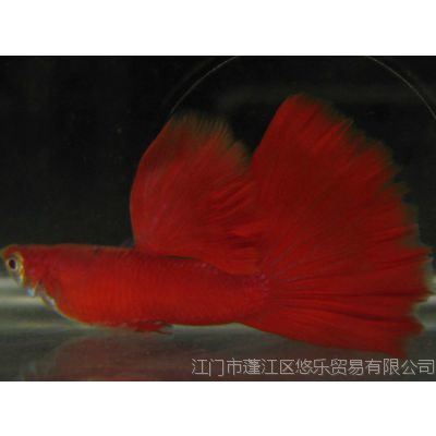 觀賞魚貿(mào)易公司（30篇觀賞魚貿(mào)易公司簡介） 廣州觀賞魚批發(fā)市場 第1張