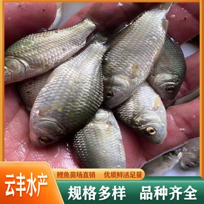 廣州賣觀賞魚的地方有哪些公司（在廣州售賣觀賞魚的公司） 巴西亞魚苗 第4張