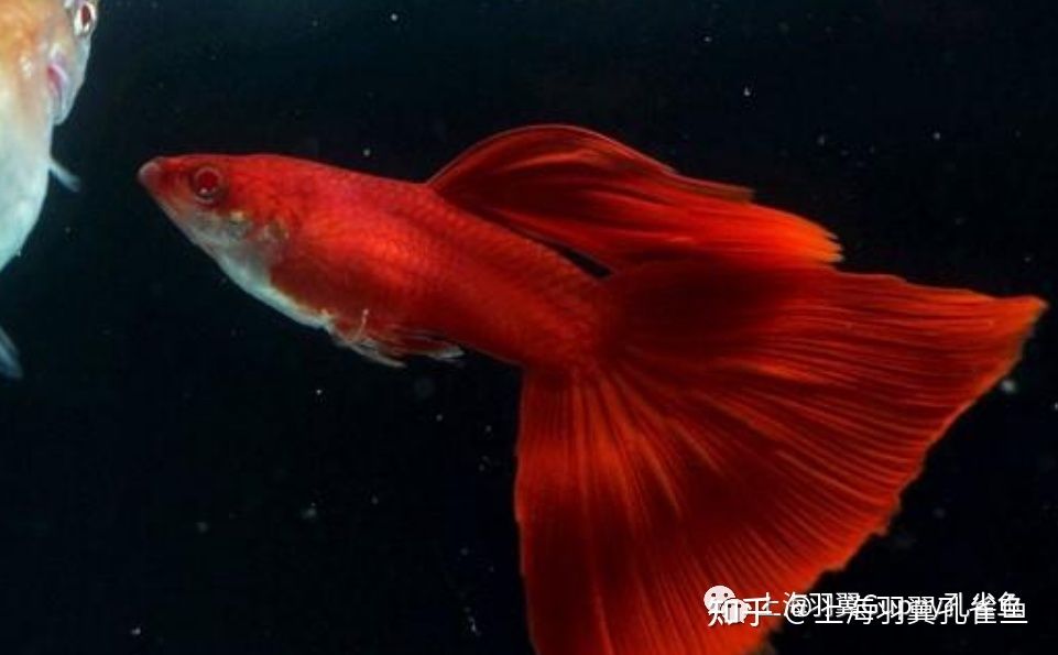 大型紅色觀賞魚有哪些種類的（大型紅色觀賞魚包括以下幾個(gè)種類及其特點(diǎn)及其特點(diǎn)） 廣州孟吉爾 第4張