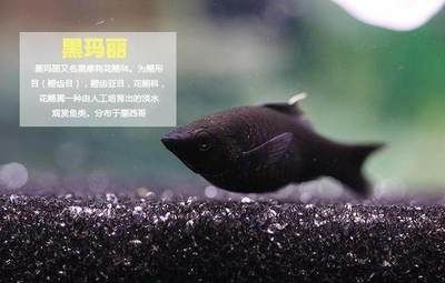 黑觀賞魚買什么好（如何選擇黑色觀賞魚？） 馬來西亞貓山王榴蓮 第3張