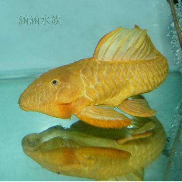 觀(guān)賞魚(yú)扁平（觀(guān)賞魚(yú)扁平的種類(lèi)） 委內(nèi)瑞拉奧里諾三間魚(yú)苗 第1張