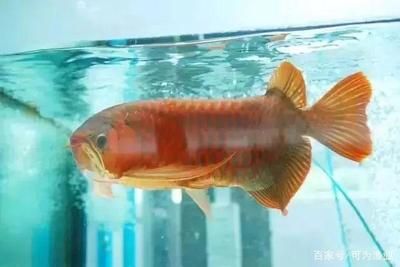 觀(guān)賞魚(yú)死亡解決辦法（如何判斷觀(guān)賞魚(yú)是否生??？） 帝王迷宮 第4張