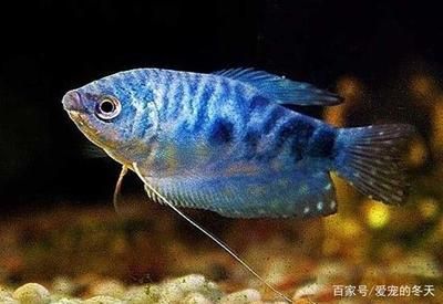 非洲觀賞魚混養(yǎng)技巧（非洲觀賞魚混養(yǎng)觀賞魚的飼養(yǎng)技巧非洲觀賞魚的飼養(yǎng)技巧） 祥龍超血紅龍魚 第4張