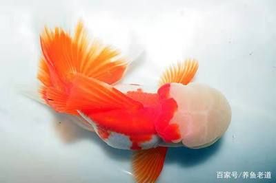 觀賞魚(yú)的作用（觀賞魚(yú)的作用及種類） 大日玉鯖魚(yú) 第2張