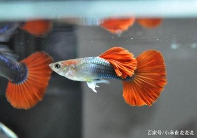 觀賞魚(yú)的作用（觀賞魚(yú)的作用及種類） 大日玉鯖魚(yú) 第3張