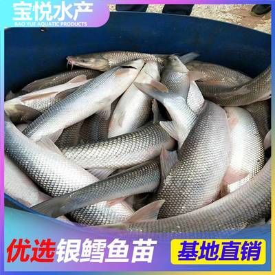 淡水魚苗批發(fā)（淡水魚苗批發(fā)的信息是根據(jù)搜索結(jié)果找到疾病的信息） 女王大帆魚苗 第2張