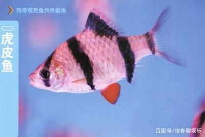 大型白色觀賞魚有哪些品種好養(yǎng)一點(diǎn)（世界十大最好養(yǎng)的大型白色觀賞魚地圖魚、七星刀魚、羅漢魚） 祥龍水族濾材/器材 第4張