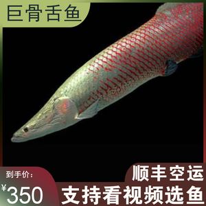 紅尾海象魚（紅尾海象魚的養(yǎng)殖秘籍） 黃金鴨嘴魚 第1張