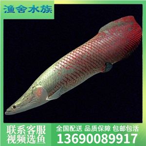 紅尾海象魚（紅尾海象魚的養(yǎng)殖秘籍） 黃金鴨嘴魚 第2張