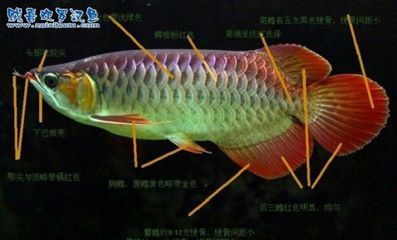 號半紅龍是什么意思（號半紅龍是一種觀賞魚品種，區(qū)分真正的號半紅龍和正宗紅龍） 一方水族 第4張