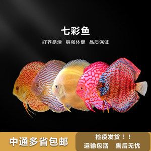 觀賞魚發(fā)貨用什么打氧（水族館設備的選擇與使用） 廣州孟吉爾 第2張