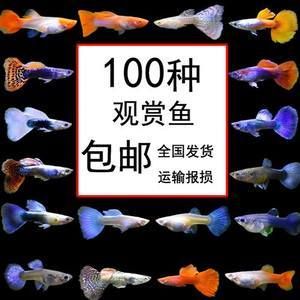 觀賞魚發(fā)貨用什么打氧（水族館設備的選擇與使用） 廣州孟吉爾 第1張