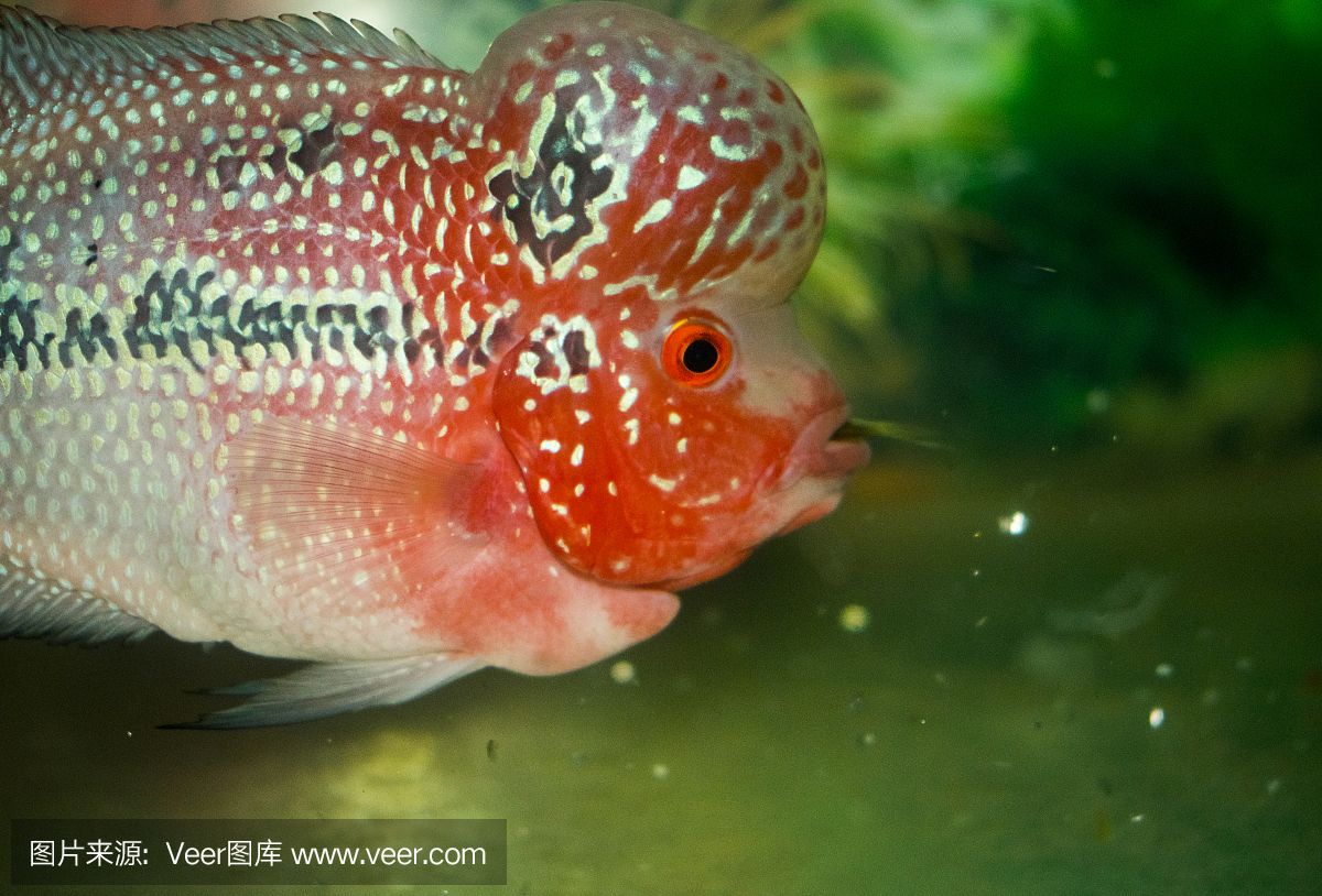 紅頭麗體魚（紅頭麗體魚的基本知識）