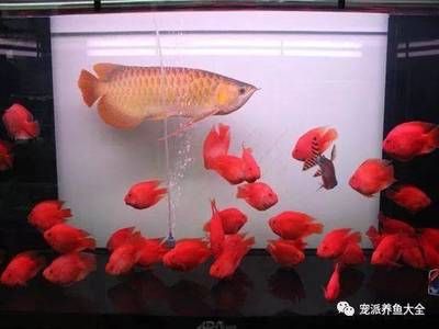 觀賞魚買回來(lái)就死了正常嗎（觀賞魚的選購(gòu)技巧） 垂釣樂(lè)園 第3張