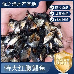 觀賞魚(yú)貨源（如何從事觀賞魚(yú)生意） 巴卡雷龍魚(yú) 第1張