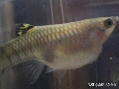 觀賞魚疾病預防與治療（觀賞魚常見疾病的發(fā)生與防治） 黃吉金龍（白子金龍魚） 第4張