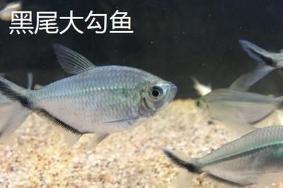 國產觀賞魚種類有哪些魚（國產觀賞魚有哪些種類？） 雙線側魚 第2張