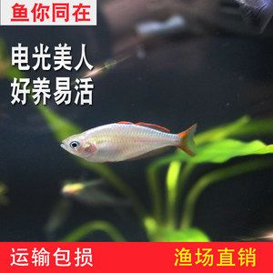 龍魚的做法視頻（龍魚在準備前需要去鱗和內臟嗎？） 水族問答 第3張