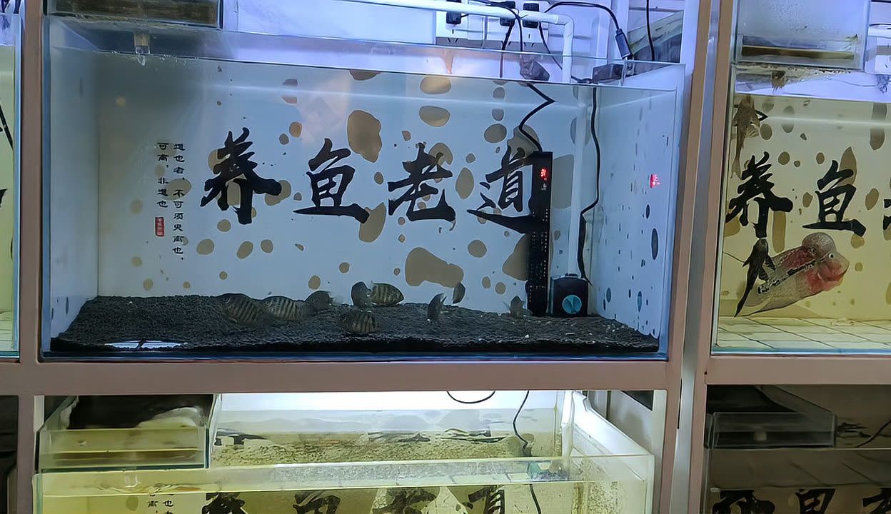 觀賞魚的魚食有點(diǎn)硬怎么辦（如何判斷觀賞魚的喂食方式） 觀賞魚飼料 第2張