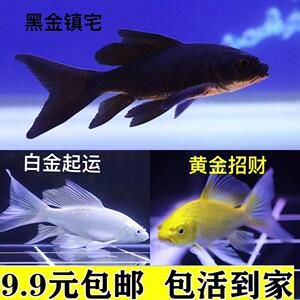 紅魚觀賞魚能吃嗎（紅魚觀賞魚與食用魚的區(qū)別，觀賞魚的區(qū)別有助于提高） 和興紅龍 第1張