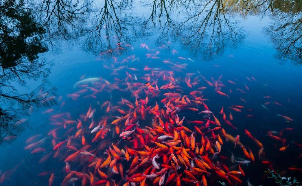 紅魚觀賞魚能吃嗎（紅魚觀賞魚與食用魚的區(qū)別，觀賞魚的區(qū)別有助于提高） 和興紅龍 第2張