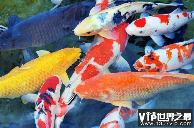 公園的觀賞魚(yú)是什么品種的魚(yú)（世界各地的特色觀賞魚(yú)世界各地的特色觀賞魚(yú)品種介紹）