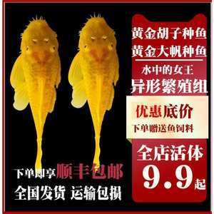 觀賞魚專用（觀賞魚的養(yǎng)護(hù)） 老魚匠 第3張