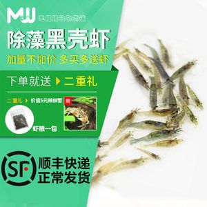 觀賞魚專用（觀賞魚的養(yǎng)護(hù)） 老魚匠 第1張