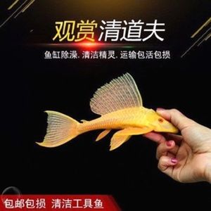 觀賞魚專用（觀賞魚的養(yǎng)護(hù)） 老魚匠 第4張