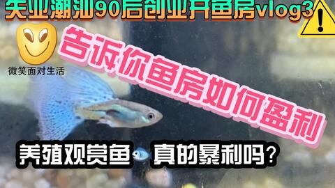 觀賞魚哪些好養(yǎng)（新手養(yǎng)觀賞魚的飼養(yǎng)觀賞魚的基本關(guān)鍵是養(yǎng)好觀賞魚的關(guān)鍵）