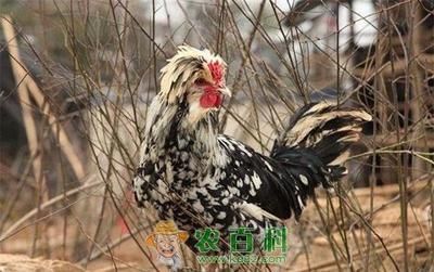 赤荔鳳冠魚喂什么好（赤荔鳳冠魚的喂養(yǎng)注意事項(xiàng)）