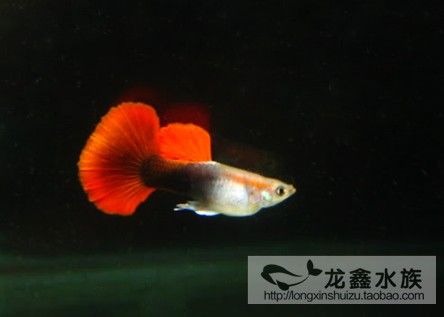 白色觀賞魚有什么品種的（白色觀賞魚的品種：白色觀賞魚的品種和飼養(yǎng)要求） 觀賞龜/鱉飼料 第2張