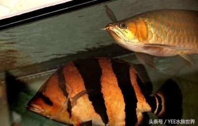 動物世界魚類觀賞魚有哪些（一些常見的觀賞魚種類及其特點(diǎn)）