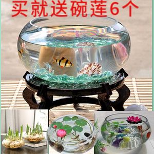 玻璃金魚缸可以養(yǎng)水仙嗎（水仙花可以養(yǎng)在金魚缸中嗎？） 廣州水族批發(fā)市場(chǎng) 第1張