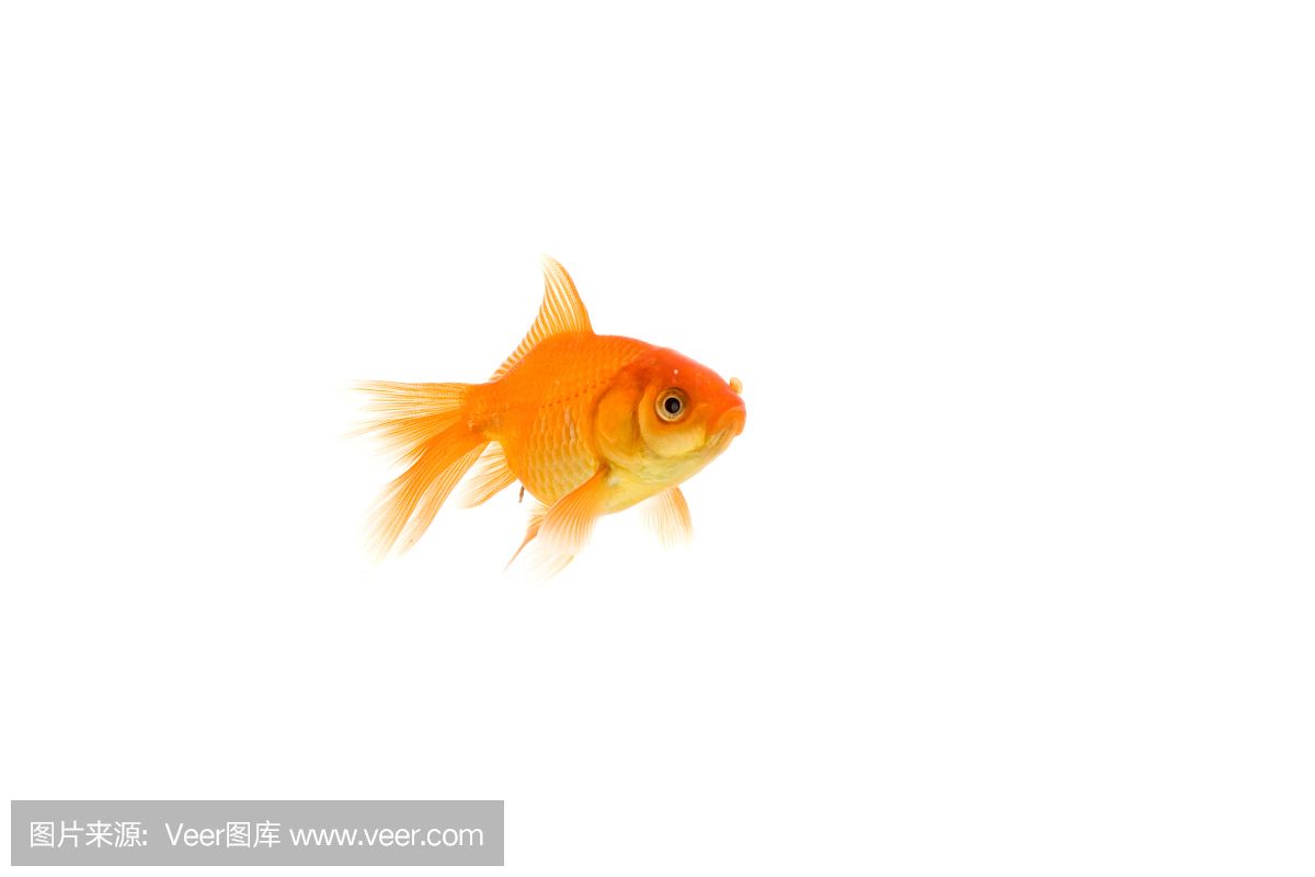 畫畫魚缸里的金魚（畫金魚的基本步驟和技巧）