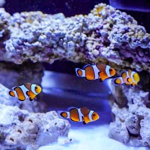 海水觀賞魚店效益怎樣啊（水族店經(jīng)營策略開設(shè)一家成功的水族店需要精心的經(jīng)營策略） 白子關(guān)刀魚 第3張