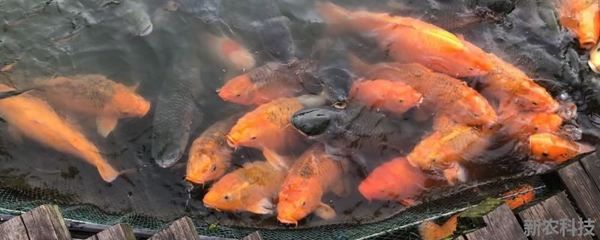 觀賞魚(yú)身上有白色絮狀物怎么治療（觀賞魚(yú)水霉病的治療方法） 白子關(guān)刀魚(yú) 第1張