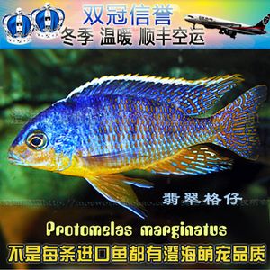 觀賞魚可以空運(yùn)嗎（觀賞魚是可以空運(yùn)的，但需要注意以下幾點(diǎn)信息僅供參考） 馬印水族 第1張