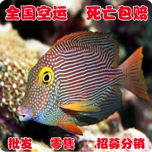 觀賞魚可以空運(yùn)嗎（觀賞魚是可以空運(yùn)的，但需要注意以下幾點(diǎn)信息僅供參考） 馬印水族 第4張