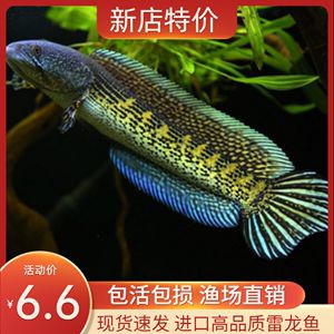 澳洲淡水觀賞魚品種（澳洲淡水觀賞魚品種介紹） 天王紅龍 第3張