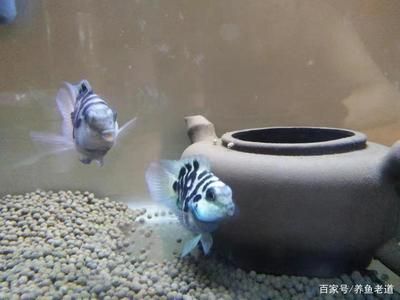 觀賞魚(yú)混養(yǎng)好還是單養(yǎng)好呢（如何科學(xué)混養(yǎng)觀賞魚(yú)） 沖氧泵 第3張