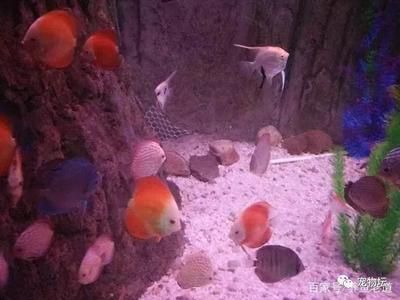 觀賞魚突然大量死亡什么原因造成的（觀賞魚死亡的原因有哪些？） 黑白雙星 第1張