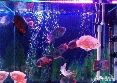 觀賞魚突然大量死亡什么原因造成的（觀賞魚死亡的原因有哪些？） 黑白雙星 第3張