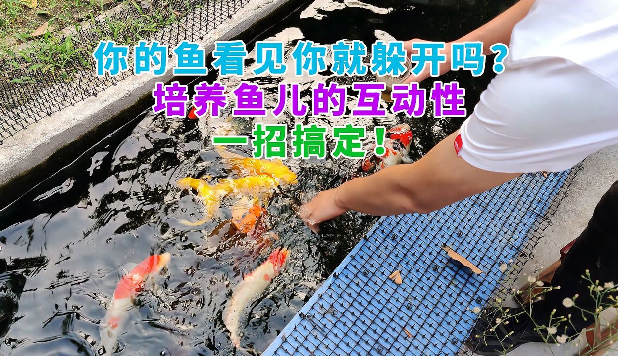 互動(dòng)性好的觀賞魚有哪些品牌（如何提高觀賞魚的互動(dòng)性） 稀有金龍魚 第2張