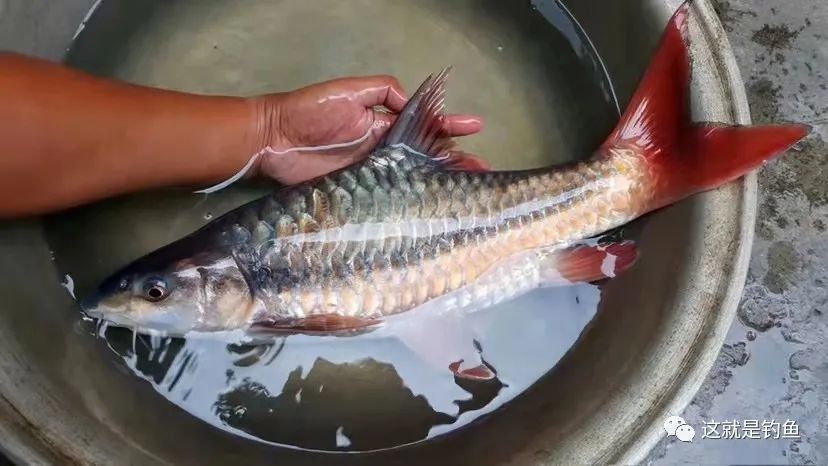 紅吉羅（紅吉羅是一種觀賞性魚(yú)類屬于鯉科的結(jié)魚(yú)屬于鯉科的結(jié)魚(yú)屬） 祥龍魚(yú)藥系列 第2張