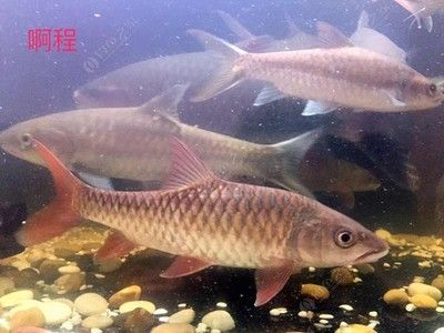 紅吉羅（紅吉羅是一種觀賞性魚(yú)類屬于鯉科的結(jié)魚(yú)屬于鯉科的結(jié)魚(yú)屬） 祥龍魚(yú)藥系列 第3張