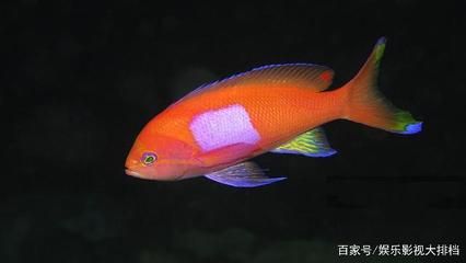 觀賞魚類品種（觀賞魚的品種分類及飼養(yǎng)技巧）