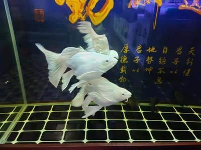 菠蘿魚怎么養(yǎng)（菠蘿魚的養(yǎng)殖技巧） 帝龍漁業(yè) 第4張