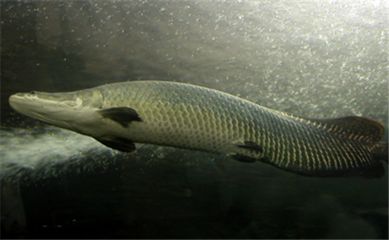 海象魚 巨骨舌魚（海象魚與巨骨舌魚的區(qū)別）