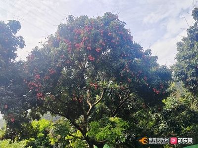 好玩的觀賞魚排行榜前十名（十大最受歡迎的觀賞魚排行榜：馬來西亞水族業(yè)者利用） 特里斯紅外線 第3張